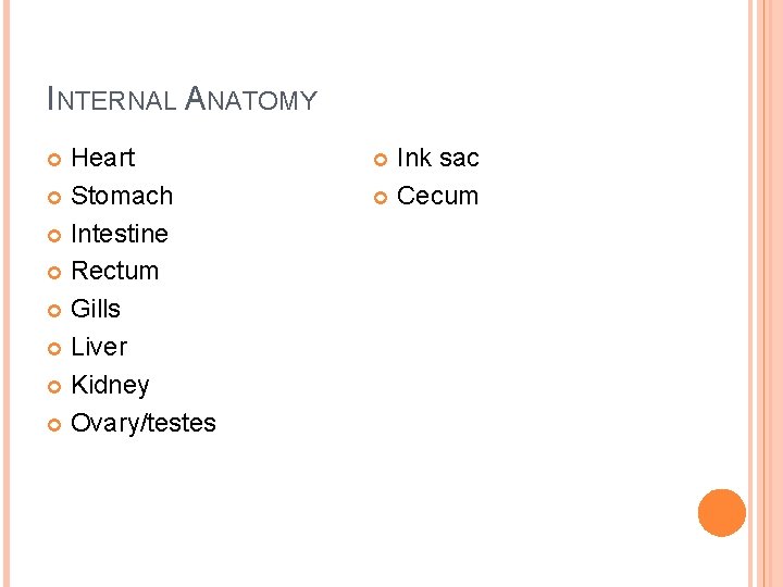 INTERNAL ANATOMY Heart Stomach Intestine Rectum Gills Liver Kidney Ovary/testes Ink sac Cecum 