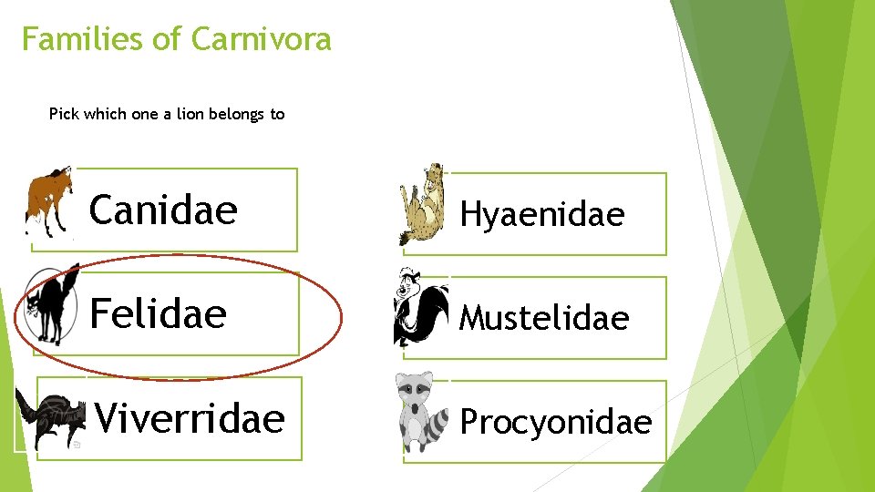 Families of Carnivora Pick which one a lion belongs to Canidae Hyaenidae Felidae Mustelidae