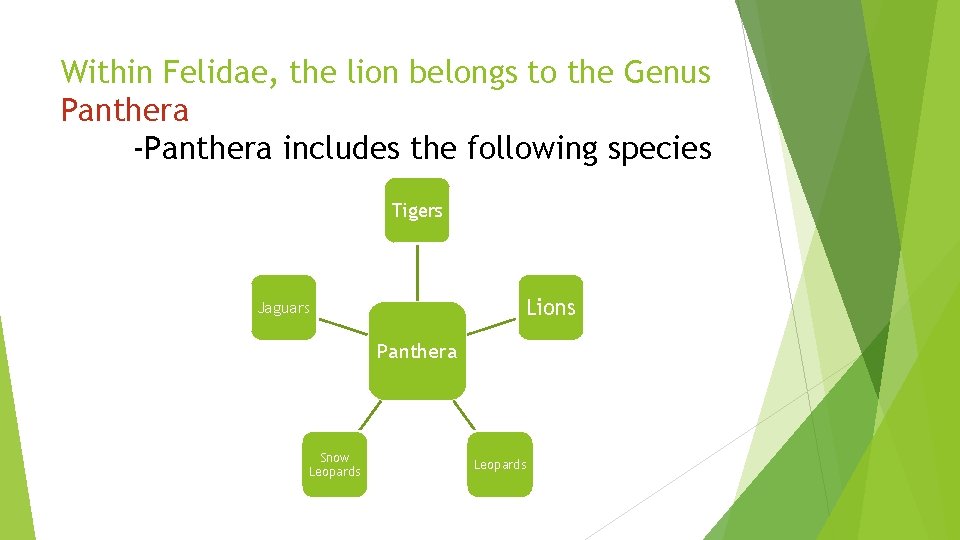 Within Felidae, the lion belongs to the Genus Panthera -Panthera includes the following species