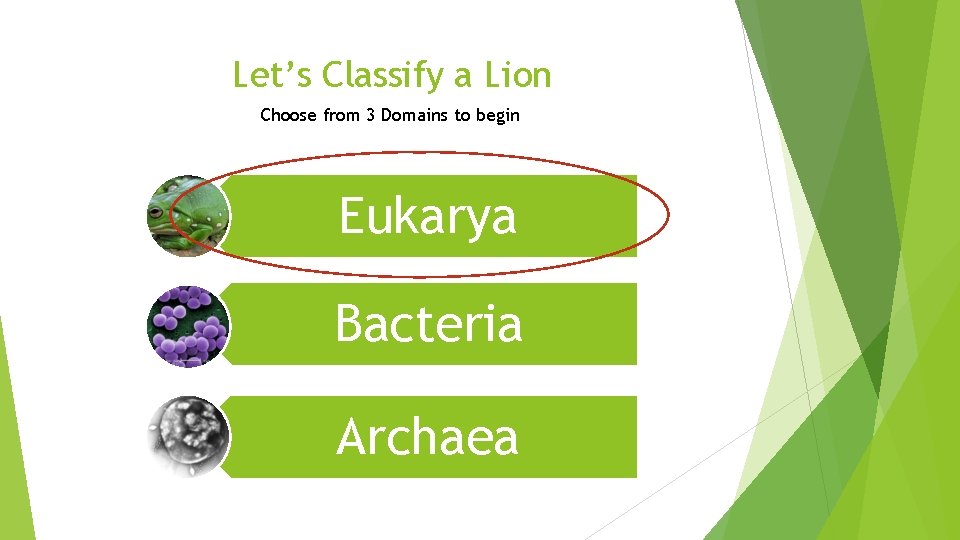 Let’s Classify a Lion Choose from 3 Domains to begin Eukarya Bacteria Archaea 