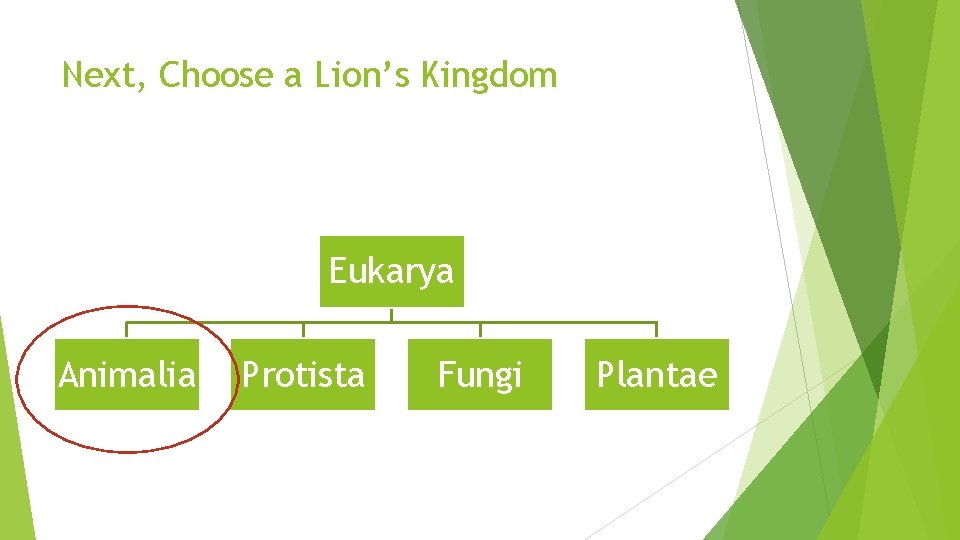 Next, Choose a Lion’s Kingdom Eukarya Animalia Protista Fungi Plantae 