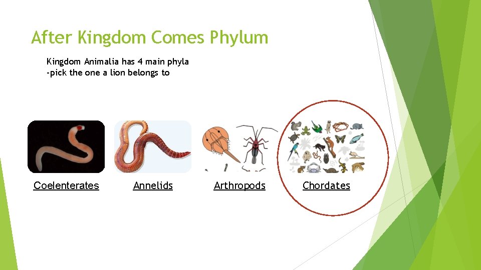 After Kingdom Comes Phylum Kingdom Animalia has 4 main phyla -pick the one a