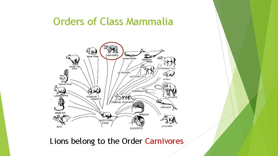 Orders of Class Mammalia Lions belong to the Order Carnivores 