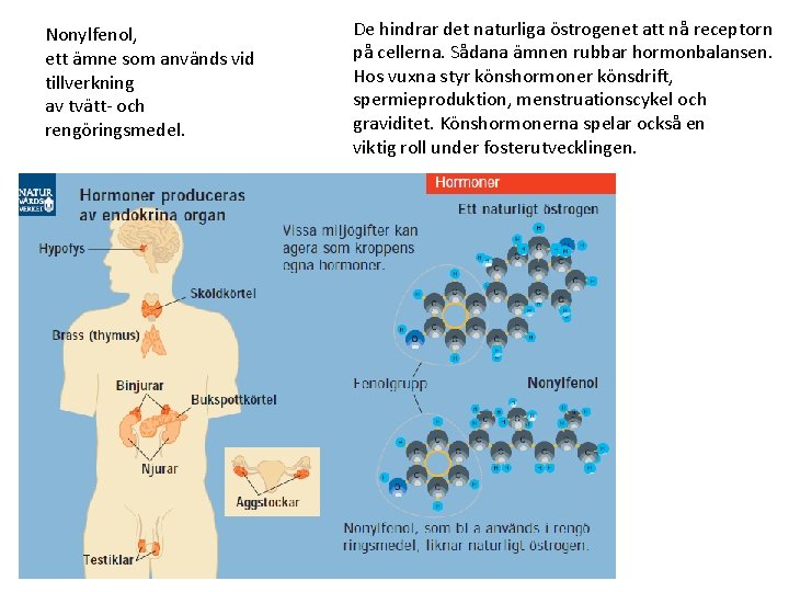 Nonylfenol, ett ämne som används vid tillverkning av tvätt- och rengöringsmedel. De hindrar det