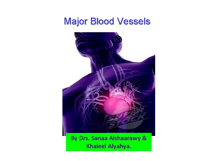 Major Blood Vessels By Drs. Sanaa Alshaarawy & Khaleel Alyahya. 