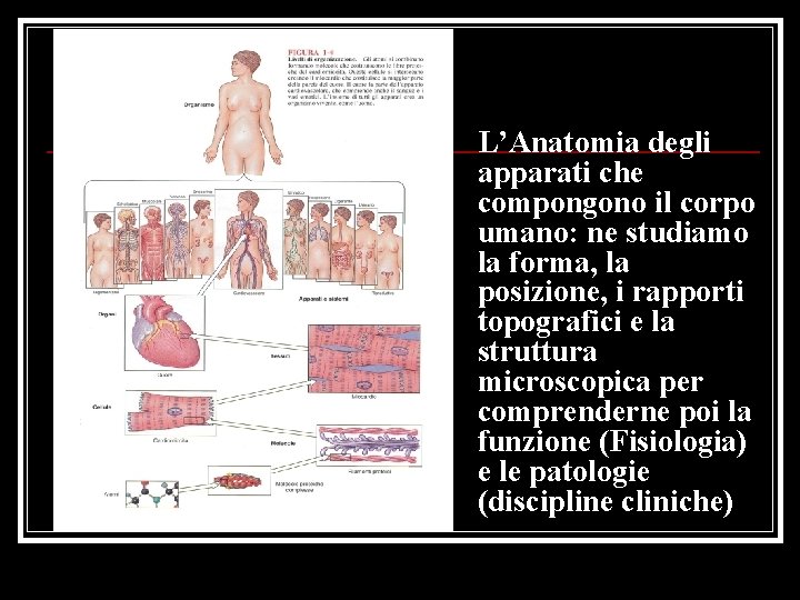 L’Anatomia degli apparati che compongono il corpo umano: ne studiamo la forma, la posizione,