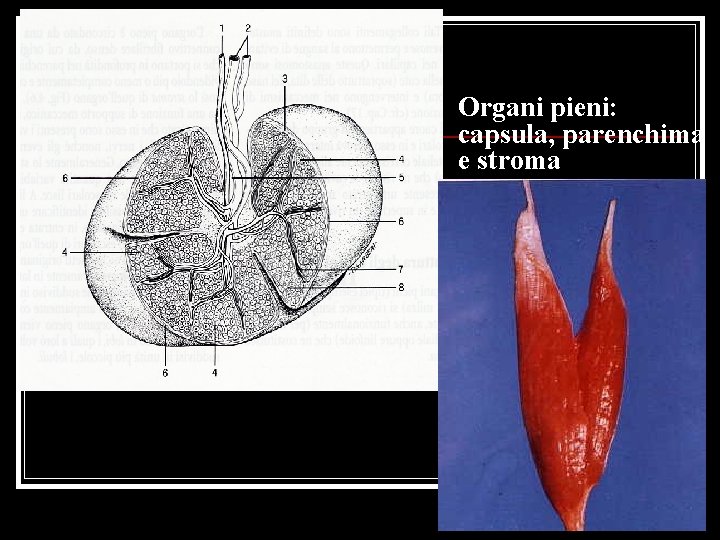 Organi pieni: capsula, parenchima e stroma 