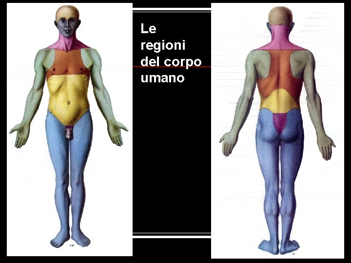 Le regioni del corpo umano 