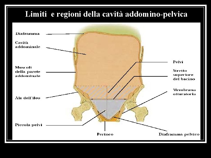Limiti e regioni della cavità addomino-pelvica 