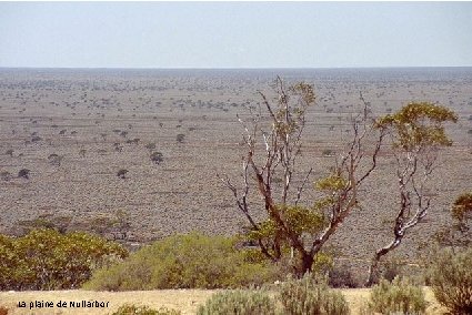 La plaine de Nullarbor 