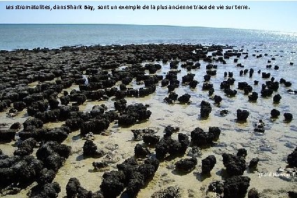 Les stromatolites, dans Shark Bay, sont un exemple de la plus ancienne trace de