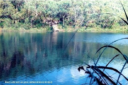 Blue Lake est un parc national dans le QLD 