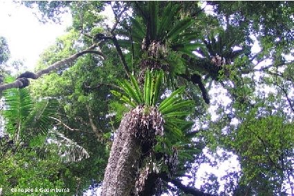 Canopée à Goomburra La forêt tropicale de Daintree 