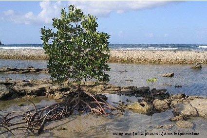 Mangrove ( Rhizophora sp. ) dans le Queensland. 