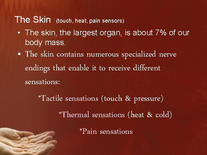 The Skin (touch, heat, pain sensors) • The skin, the largest organ, is about