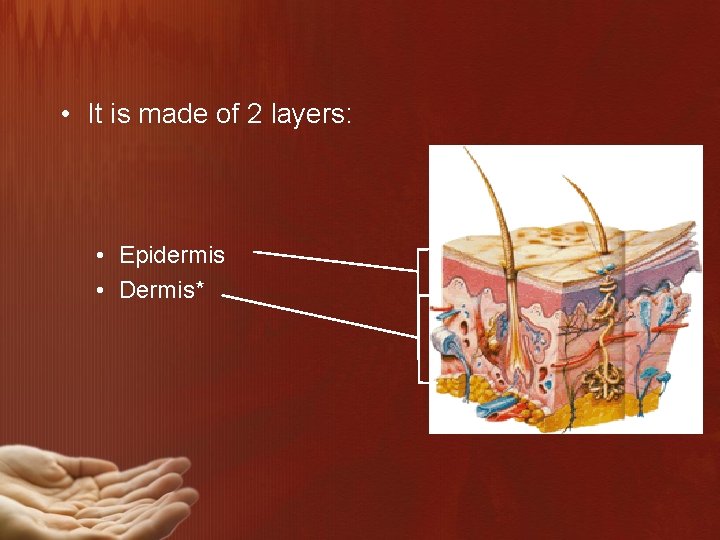  • It is made of 2 layers: • Epidermis • Dermis* 