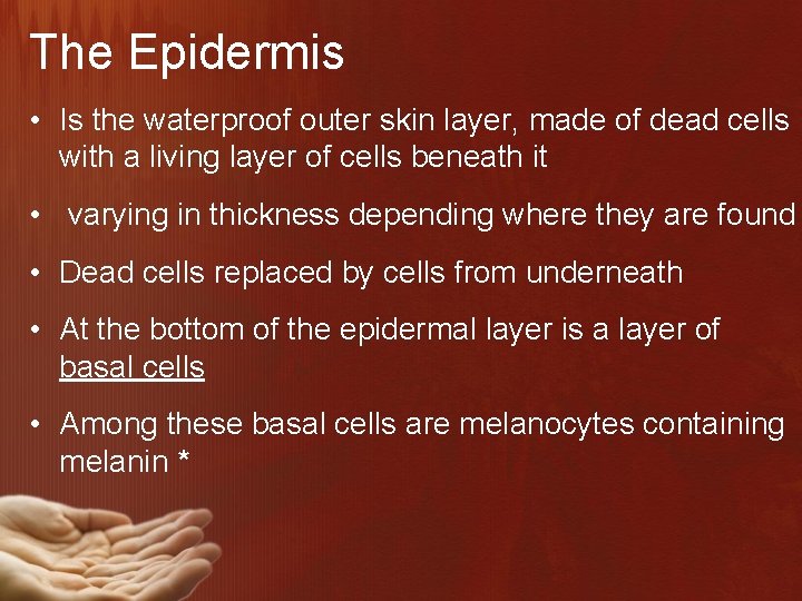 The Epidermis • Is the waterproof outer skin layer, made of dead cells with