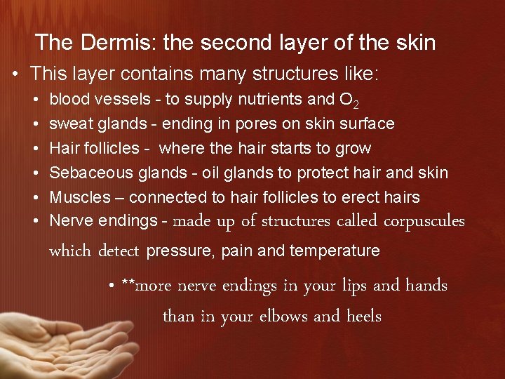 The Dermis: the second layer of the skin • This layer contains many structures