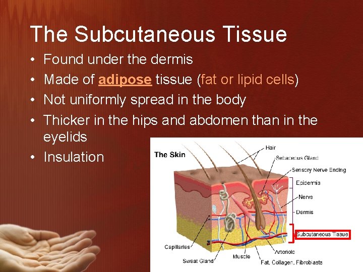The Subcutaneous Tissue • • Found under the dermis Made of adipose tissue (fat