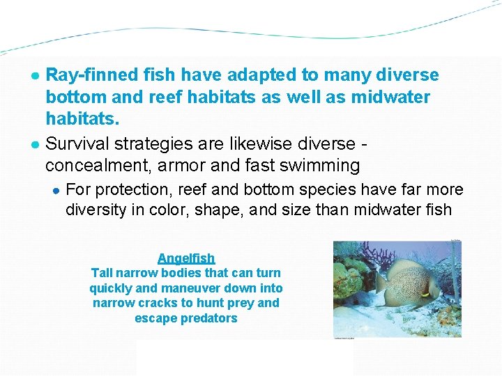 ● Ray-finned fish have adapted to many diverse bottom and reef habitats as well