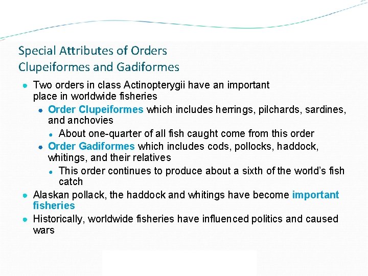 Special Attributes of Orders Clupeiformes and Gadiformes ● Two orders in class Actinopterygii have