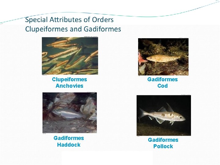 Clupeiformes Anchovies Gadiformes Cod Gadiformes Haddock Gadiformes Pollock Menu Previous Next 