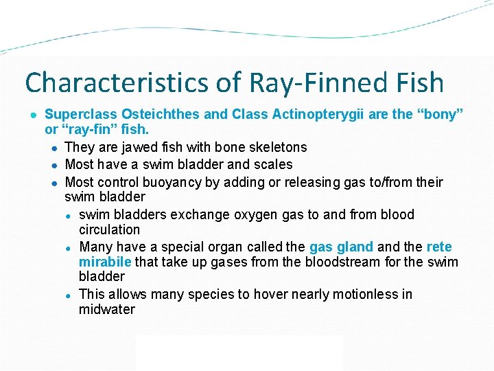 Characteristics of Ray-Finned Fish ● Superclass Osteichthes and Class Actinopterygii are the “bony” or