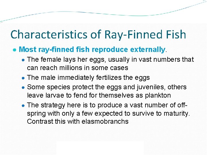 Characteristics of Ray-Finned Fish ● Most ray-finned fish reproduce externally. ● The female lays