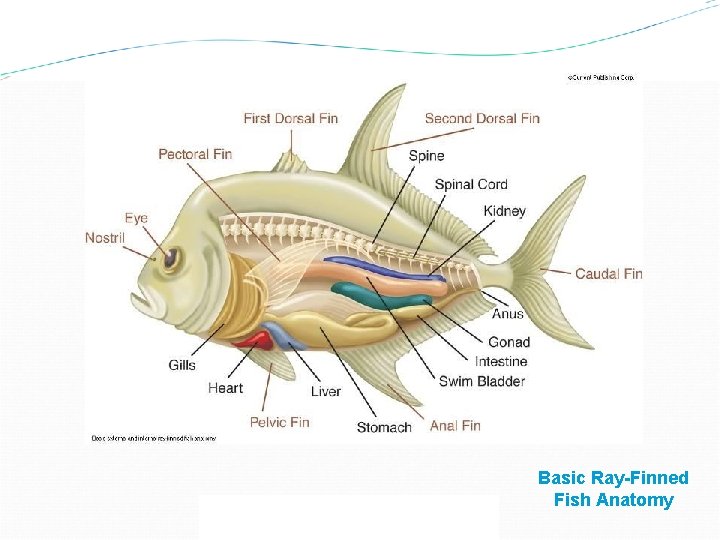 Menu Previous Next Basic Ray-Finned Fish Anatomy 