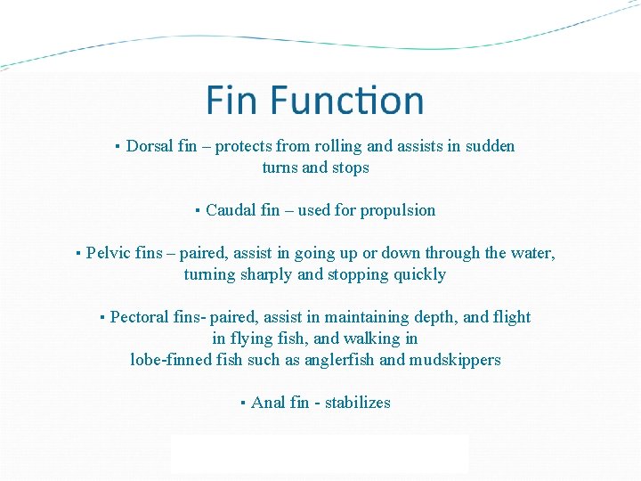 ▪ Dorsal fin – protects from rolling and assists in sudden turns and stops