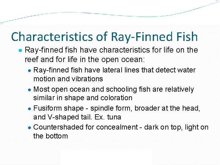 Characteristics of Ray-Finned Fish ● Ray-finned fish have characteristics for life on the reef