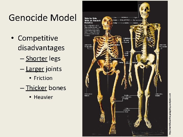 Genocide Model • Competitive disadvantages – Shorter legs – Larger joints • Friction •