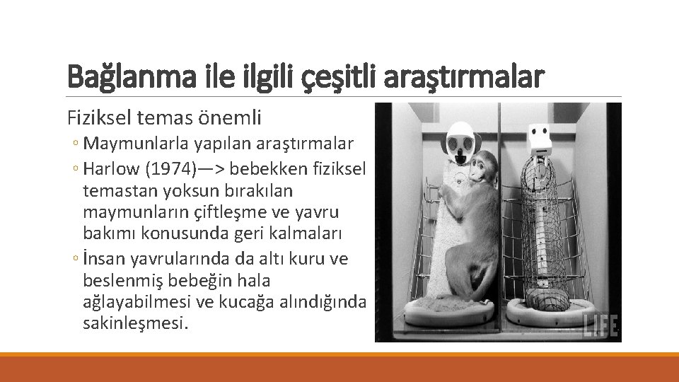 Bağlanma ile ilgili çeşitli araştırmalar Fiziksel temas önemli ◦ Maymunlarla yapılan araştırmalar ◦ Harlow