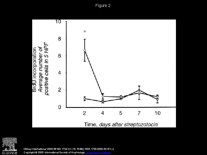 Figure 2 Kidney International 2000 58162 -172 DOI: (10. 1046/j. 1523 -1755. 2000. 00151.