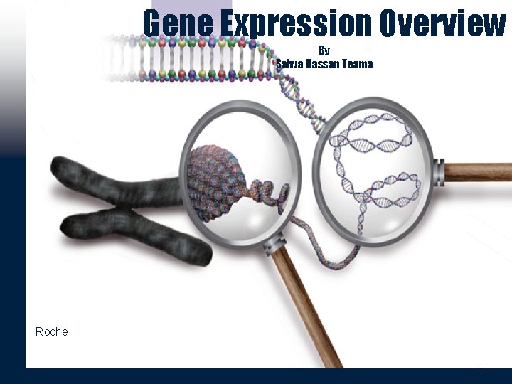 Gene Expression Overview By Salwa Hassan Teama Roche 1 