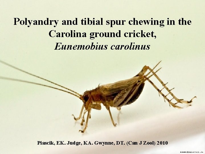 Polyandry and tibial spur chewing in the Carolina ground cricket, Eunemobius carolinus Piascik, EK.