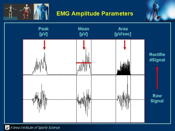 EMG Amplitude Parameters Peak [µV] Mean [µV] Area [µV/sec] Rectifie d. Signal Raw Signal