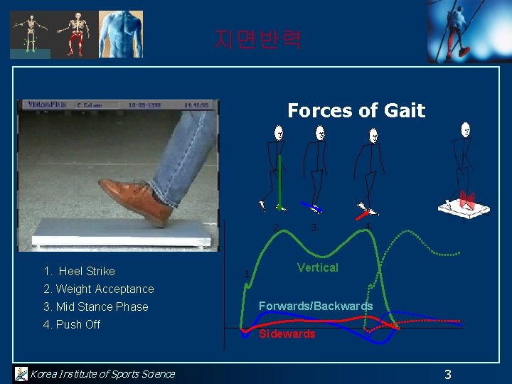 지면반력 Forces of Gait 2. 1. Heel Strike 1. 3. 4. Vertical 2. Weight