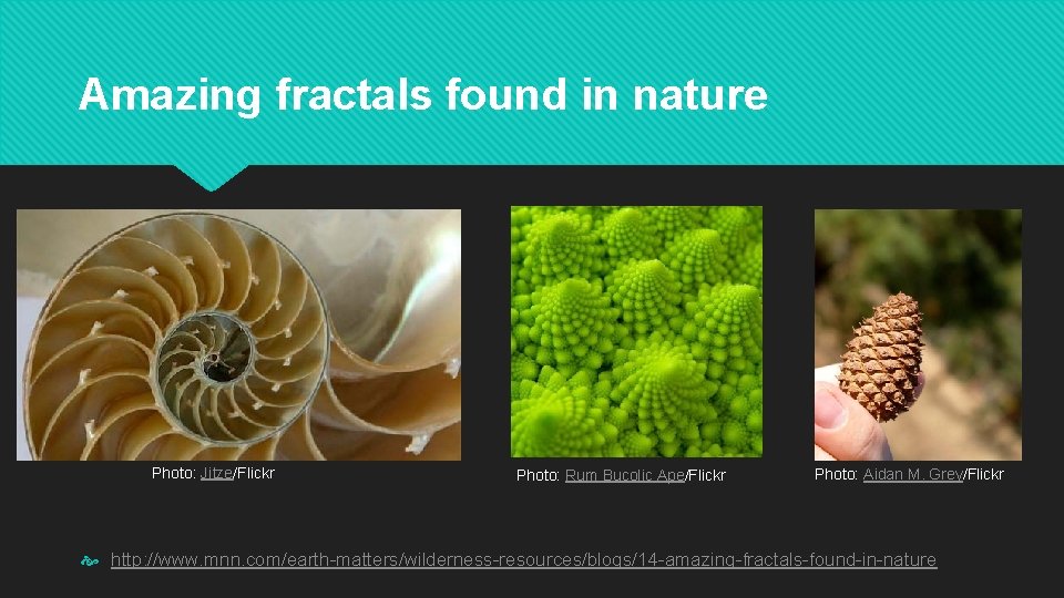 Amazing fractals found in nature Photo: Jitze/Flickr Photo: Rum Bucolic Ape/Flickr Photo: Aidan M.