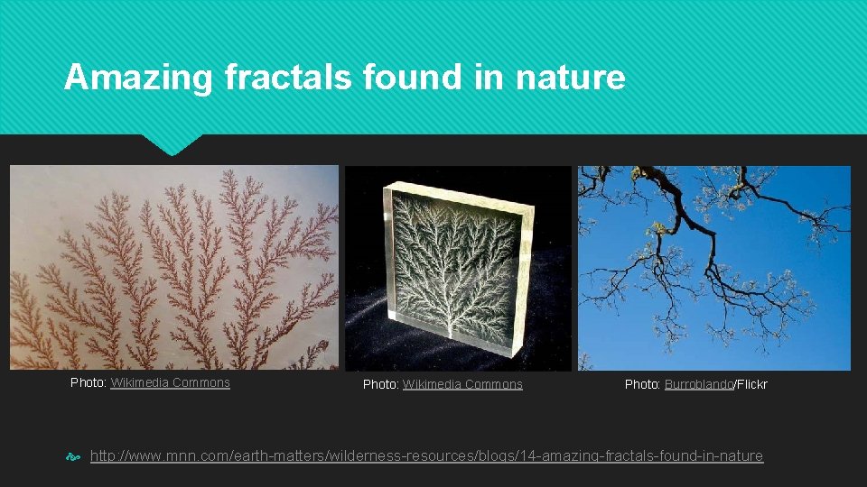 Amazing fractals found in nature Photo: Wikimedia Commons Photo: Burroblando/Flickr http: //www. mnn. com/earth-matters/wilderness-resources/blogs/14