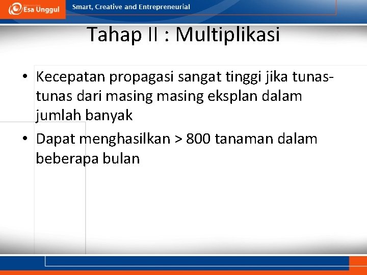 Tahap II : Multiplikasi • Kecepatan propagasi sangat tinggi jika tunas dari masing eksplan