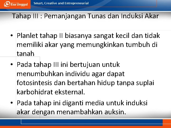 Tahap III : Pemanjangan Tunas dan Induksi Akar • Planlet tahap II biasanya sangat