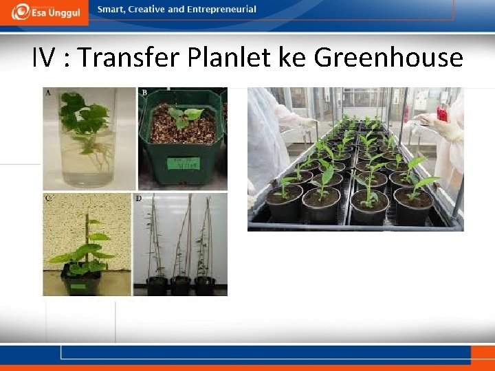 IV : Transfer Planlet ke Greenhouse 