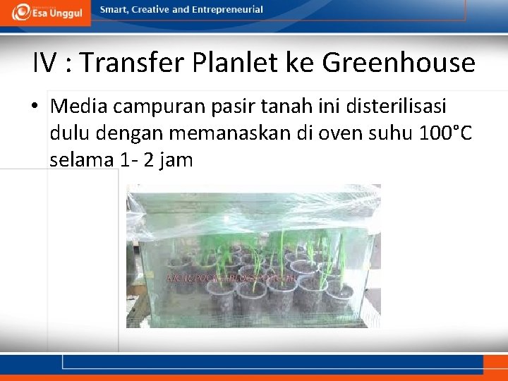 IV : Transfer Planlet ke Greenhouse • Media campuran pasir tanah ini disterilisasi dulu IV : Transfer Planlet ke Greenhouse • Media campuran pasir tanah ini disterilisasi dulu
