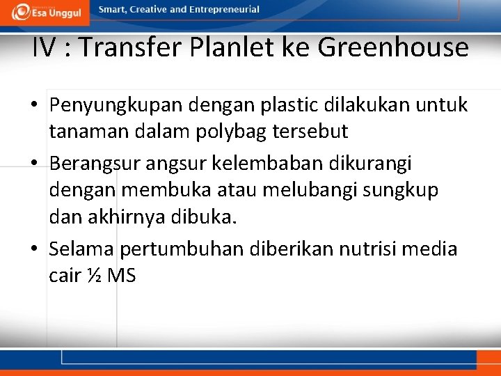 IV : Transfer Planlet ke Greenhouse • Penyungkupan dengan plastic dilakukan untuk tanaman dalam