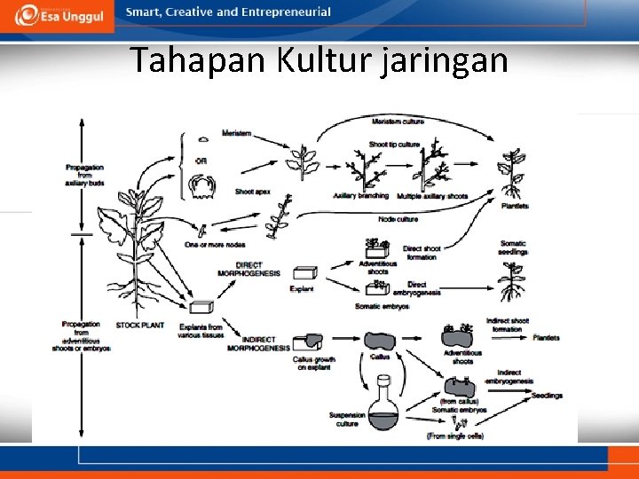 Tahapan Kultur jaringan Tahapan Kultur jaringan