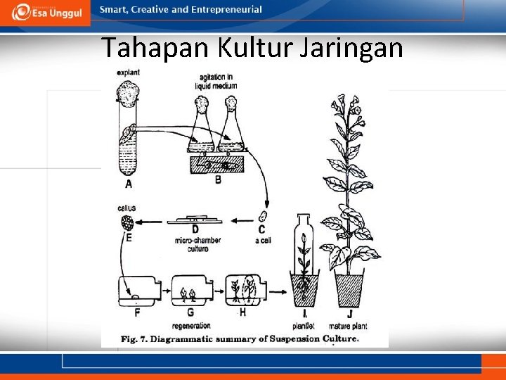 Tahapan Kultur Jaringan 