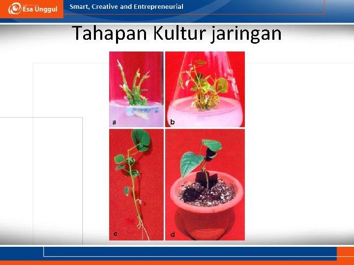 Tahapan Kultur jaringan 