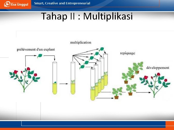 Tahap II : Multiplikasi Tahap II : Multiplikasi