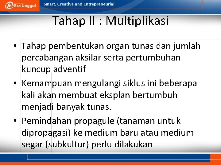 Tahap II : Multiplikasi • Tahap pembentukan organ tunas dan jumlah percabangan aksilar serta